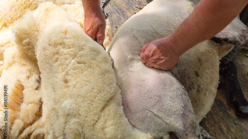 Εκτύπωση καμβά Farmer shearing white fleece off sheep with clippers