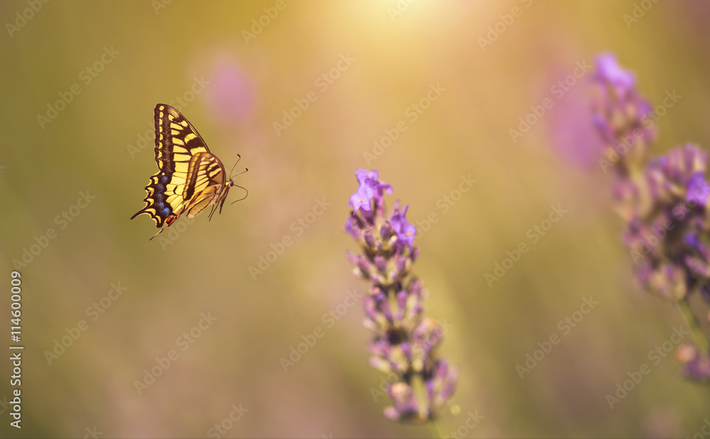 Fototapeta premium Butterfly fly to lavender flower