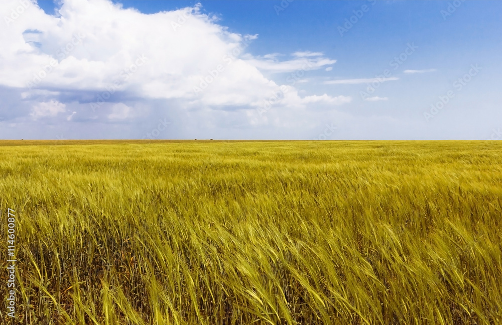 field of grass, summer meadow background perfect sky with clouds field of grass, summer meadow background perfect sky with clouds