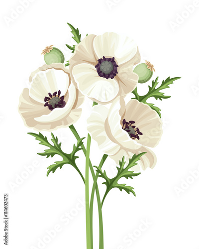 Vector bouquet of white poppy flowers isolated on a white background.