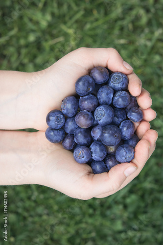 Heidelbeeren - Blaubeeren