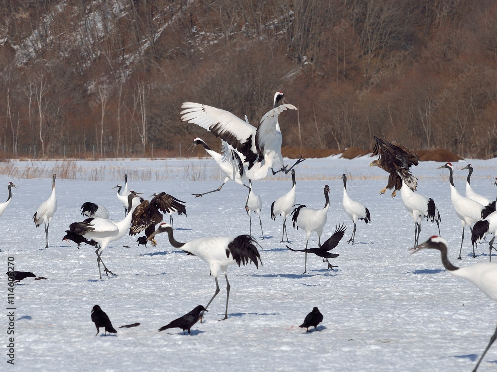 Fototapeta premium Battle of the cranes and the eagles