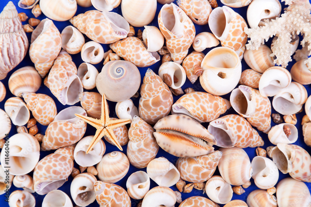 Astract textured background of colorful seashells and starfish Astract textured background of colorful seashells and starfish