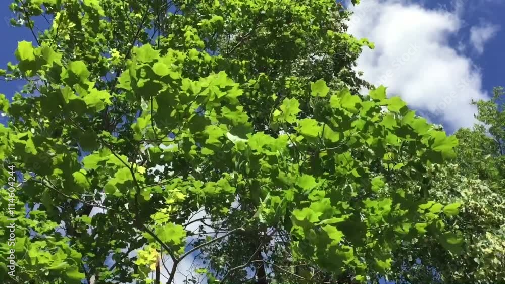 Цветки дерева липа