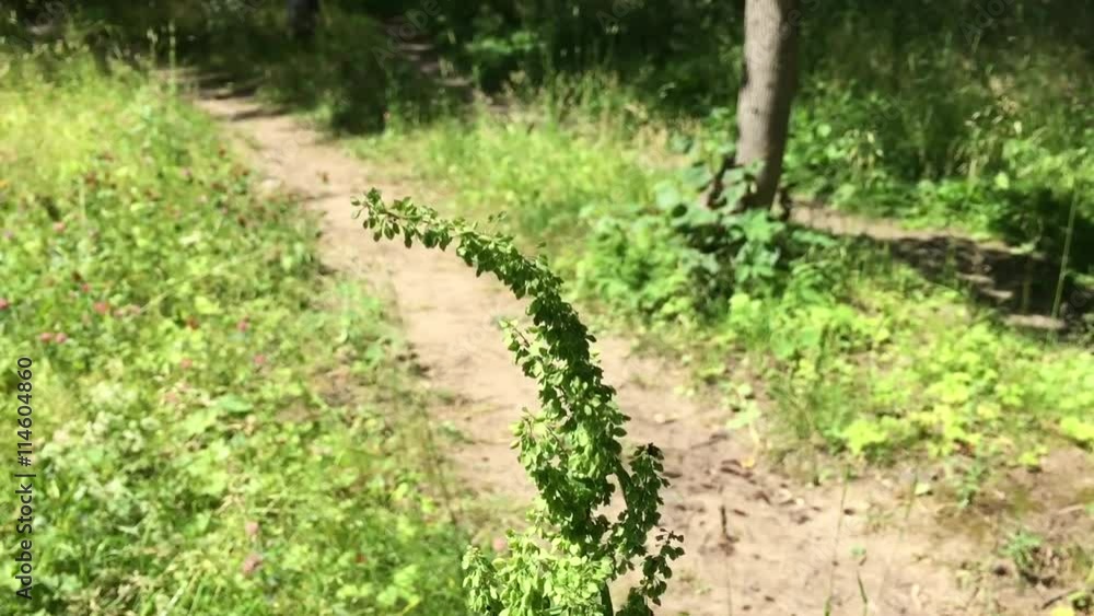 летнее разнотравье летнее разнотравье