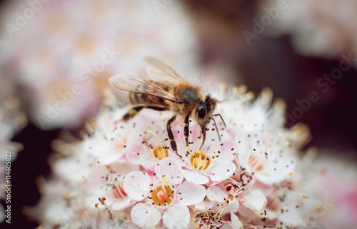 A bee on a flower