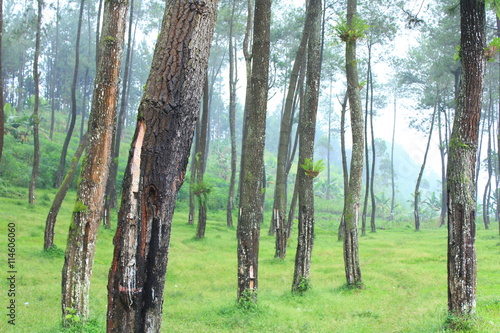 Rubber Trees