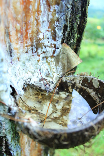 Tapped Pine Tree