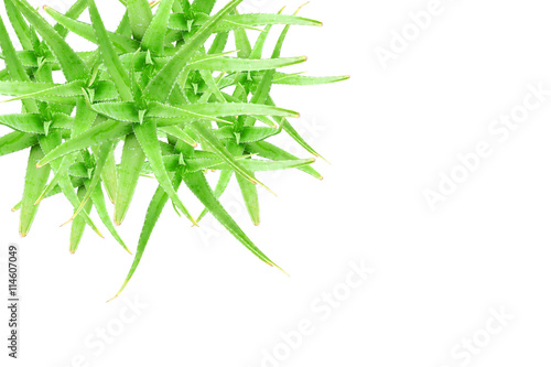 Closeup top view of the green Aloe Vera isolated on white background.