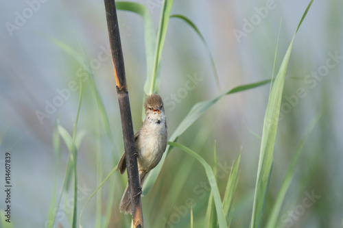 Reed Warbler Bird photo