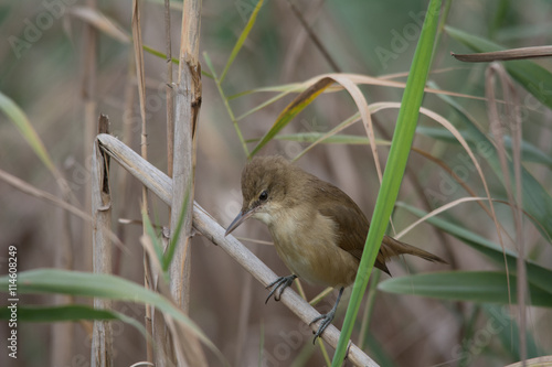 Reed Warbler Bird photo