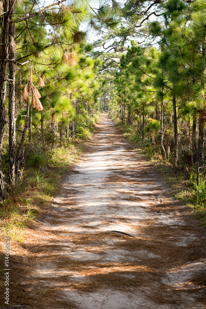 Pine walkway Pine walkway