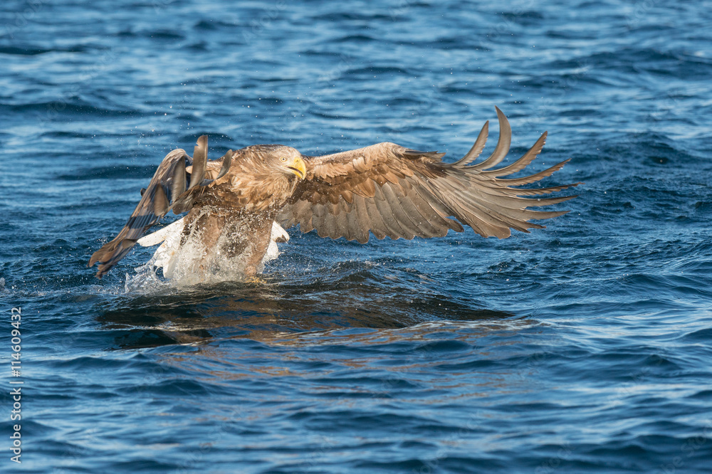 Fototapeta premium Hunting Eagle
