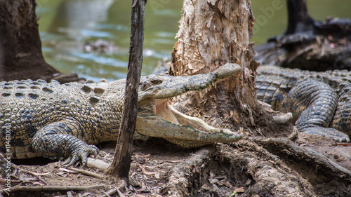 Saltwater Crocodile, Hartleys's Crocodile Adventures, QLD, Australia