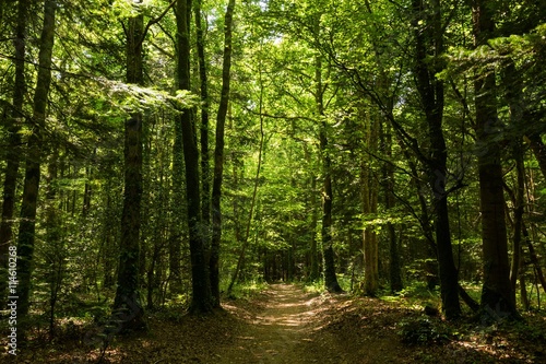 Green forest in France