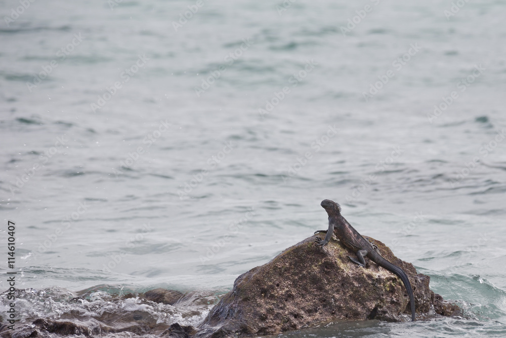 Fototapeta premium Marine iguana climbing out of the water on a rock.