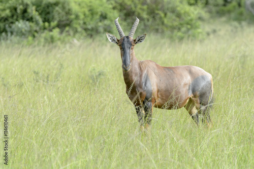 Topi  Damaliscus lunatus jimela  standing on savanna  looking at camera  Akagera National Park  Rwanda