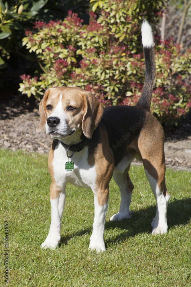 sweet beagle plays in a garden