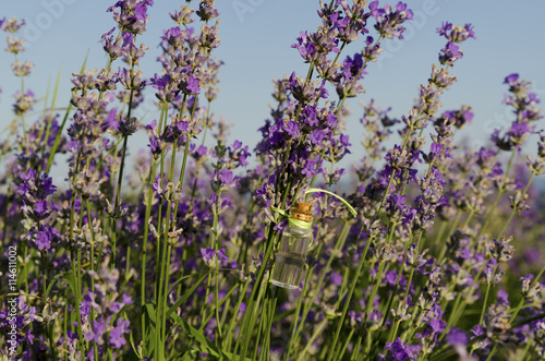 Lavender oil in a stem in the field