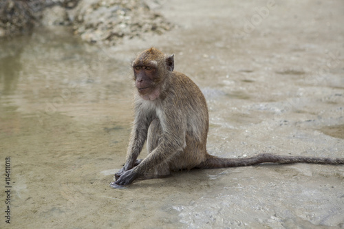 wild monkey sitting on sea beach and feeding