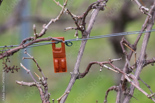 Plastic device containing pheromones as an insecticide replacement against the vine moth photo