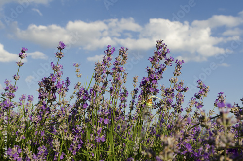 Lavender field and essential oil