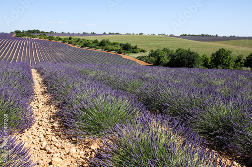 lavandes en provence