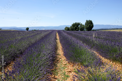 lavandes en provence