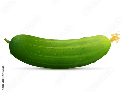 Fresh cucumber fruit close up. Green raw cuke isolated on white background. Qualitative vector illustration for agriculture, veggies, cooking, farming, gastronomy, olericulture, etc