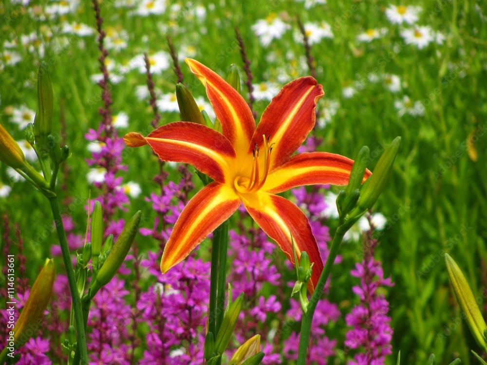 Fototapeta premium Blume