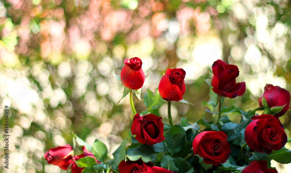 few roses and background of bokeh