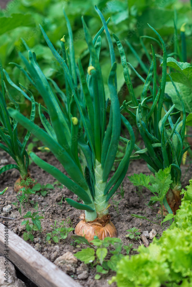 Green onions growing in the garden Green onions growing in the garden