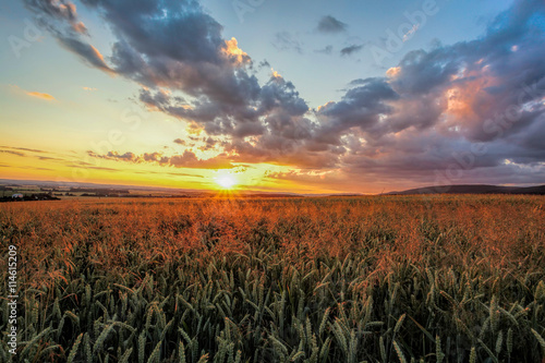 Colorful sunset over wheat field