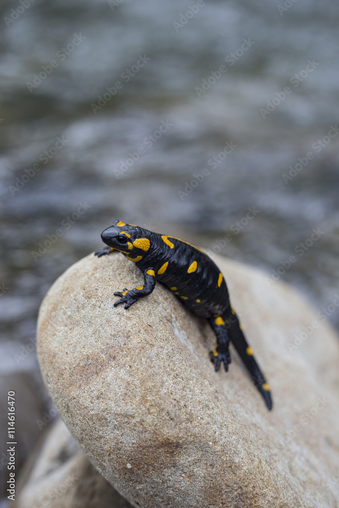 Obraz premium Salamander.