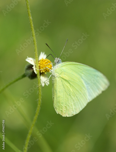 Common Grass Yellow butterfly (Eurema hecabe contubrenalis (Moor © geargodz