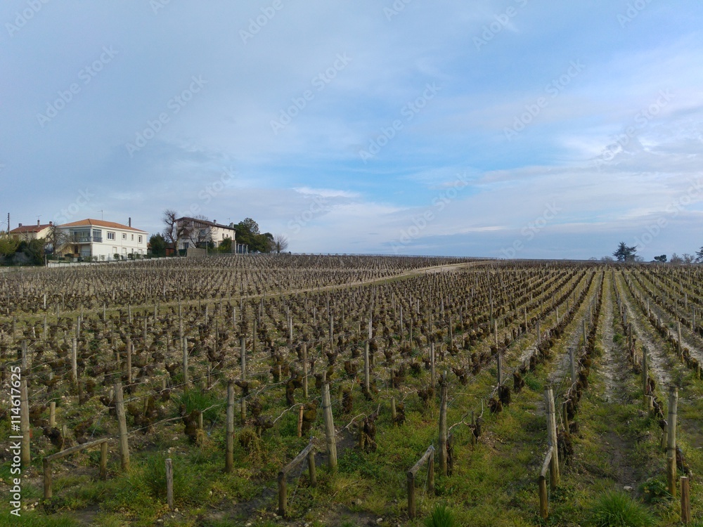 Fototapeta premium Vignes de Bordeaux