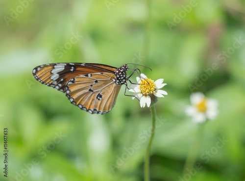 Plain Tiger butterfly (Danaus chrysippus butterfly) on a flower © geargodz
