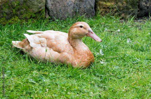 Photography Buff Orpington duck lying down on grass.