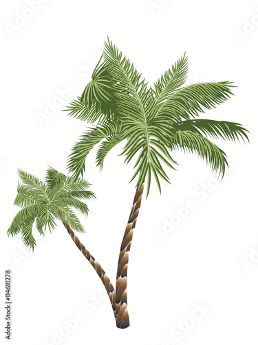 Two Palm Trees