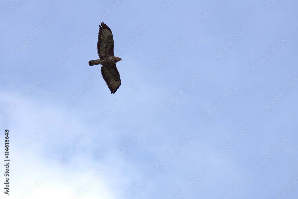 Common buzzard (Buteo buteo) in flight on blue sky
