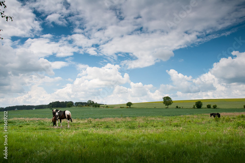 Horse grazing on a pasture