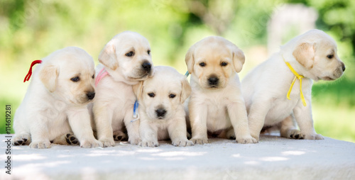 group of yellow labrador retriever puppies outdoors