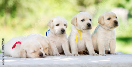 group of yellow labrador puppies outdoors