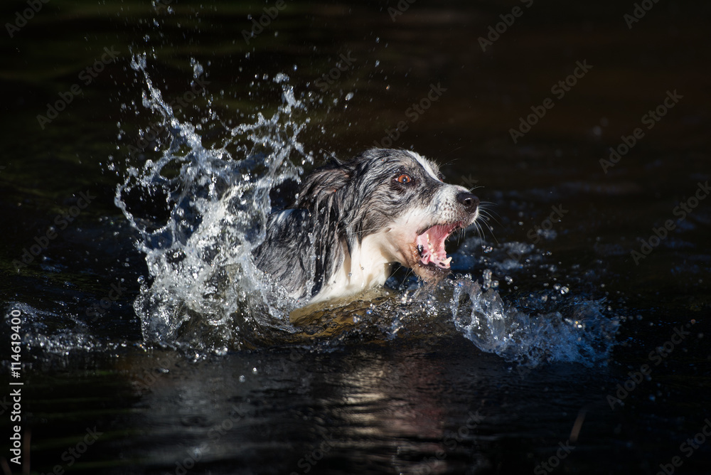 Obraz premium border collie dog having fun in the water