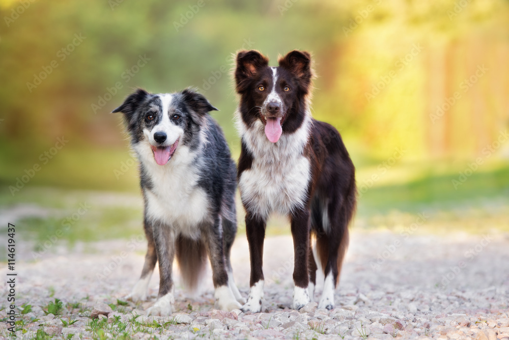 two beautiful border collie dogs standing together outdoors