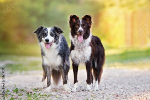 Photography two beautiful border collie dogs standing together outdoors