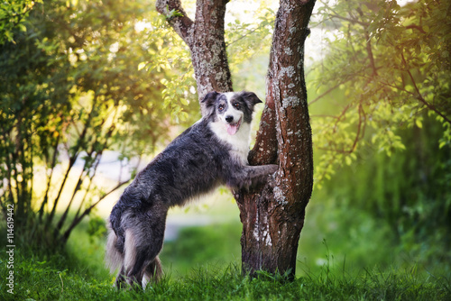Murais de parede border collie dog standing on a tree with paws