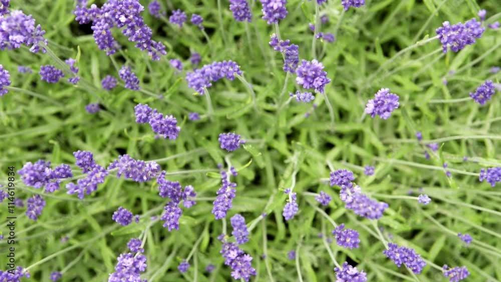 Lavendel - Insekten - Bienen - Hummeln Lavendel - Insekten - Bienen - Hummeln