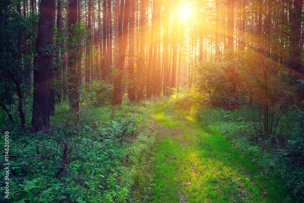 Naklejka premium Pine forest in the morning at sunrise