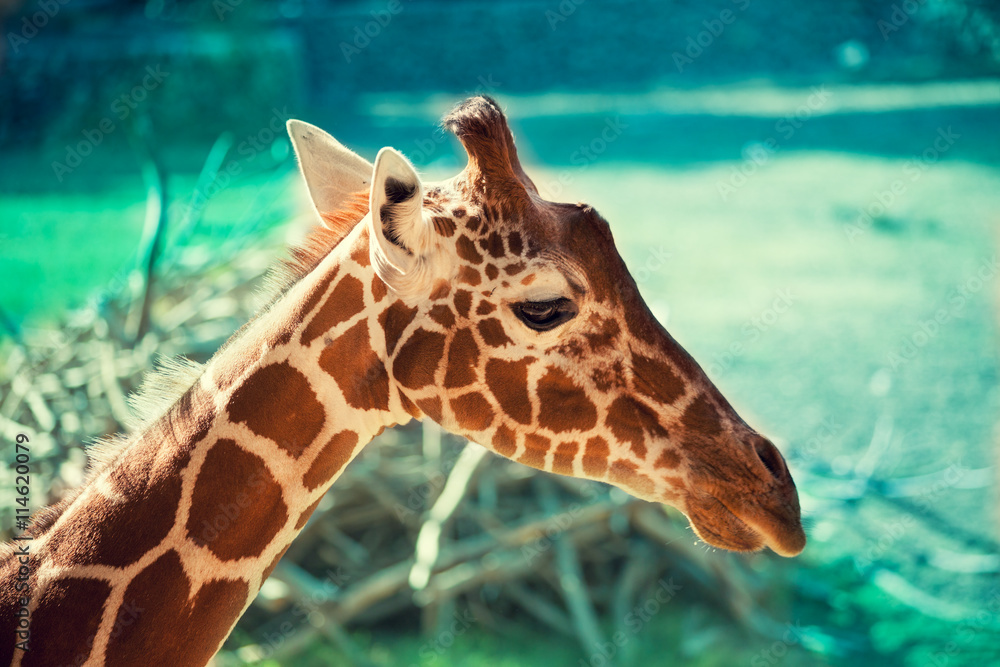 Obraz premium Portrait of a giraffe against green natural background